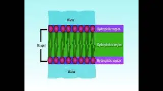 Biomembrane structure and composition- I