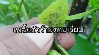 ฆ่าเพลี้ยดำเพลี้ยไฟหวี่ขาวตายเรียบด้วยยานี้