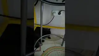 Миша кот