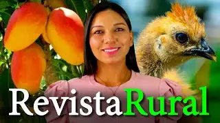 PROGRAMA REVISTA RURAL - 24/11/2024