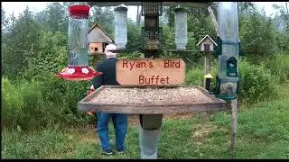Raccoon goes after Bird House and gets inside