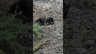 Sleeping Black Bear  #shorts #nature #bear