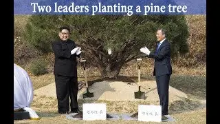 Two Korean leaders planting the pine tree wishing peace and prosperity
