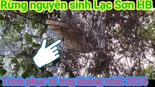 Trinh phuc to ong khung nhat 2024 vung nui Lac Son-HB