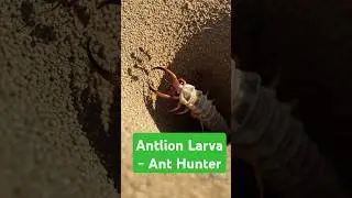 Antlion Larva - Professional Ant Hunter😱 