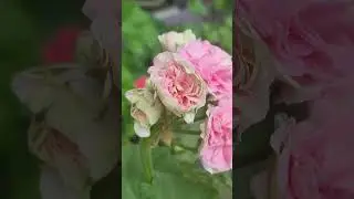 УГ Айгуль и ЮВ Даная