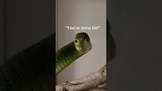 The Boomslang exists and it scares me. 