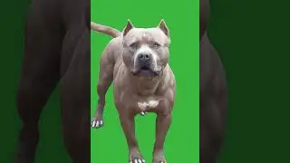 Kitty Aint Worried About A Pitbull 😆 Animated Cat Filing Nails | Green Screen Screen #short
