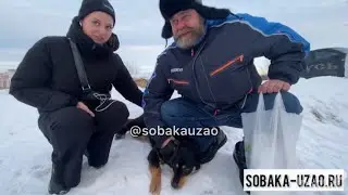 Тойота из приюта «Щербинка» уехала домой! Проект помощи животным @sobakauzao