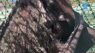 In Mandi's aviary:  Florentine and baby Biscuit