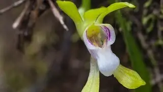 Sarcochilus australis near Narawntapu National Park - Tasmania