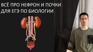 КАК ОБРАЗУЕТСЯ МОЧА? Почка и нефрон для ОГЭ и ЕГЭ по биологии