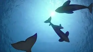 Join FishWise
