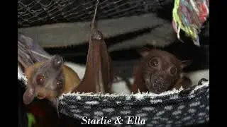 In Memory of Starlie
