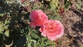18.08.2024 года. Розы посадки осенью 2023 года.