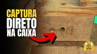 TÉCNICA SIMPLES para capturar ABELHA JATAÍ direto na caixa