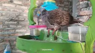Cinematic Burung peliharaan
