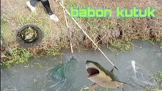 dapat babon besar mantap (team penyelamat ikan tenggelam)