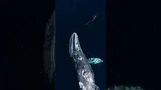 whales love dolphins 