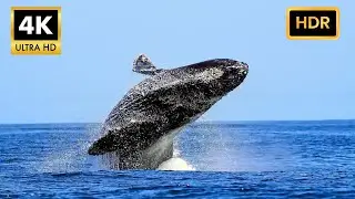 STUNNING Whale Footage in 4K Ultra HDR