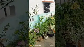 AMADAR FUULER BAGAN 💕🔥 GRIL VIDEO 