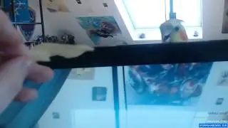 She peek