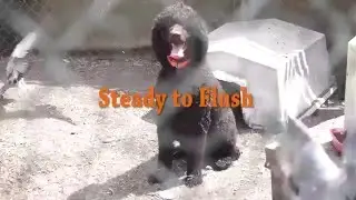 Carlin, Steady to Flush