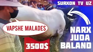 9-IYUL SURXONDARYO MOL BOZORI NARXLARI // NARXLAR JUDA BALAND