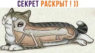СЕКРЕТ РАСКРЫТ! ))) Приколы с котами | Мемозг 1288