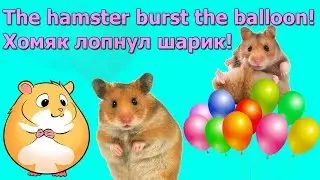 Как хомяк лопнул шарик!  Like a hamster popped a balloon!