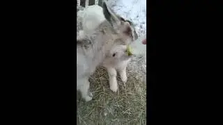 Соска или миска? Правильное кормление козлят молоком.