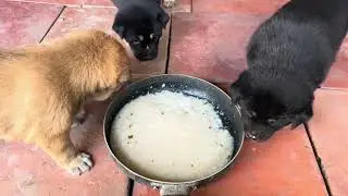 Tập cho 3 chú cún con của bé Bơ ăn cháo, lần đầu được ăn chưa quen lắm