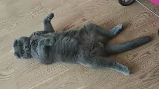 Кот Тэдди;)) 🤗