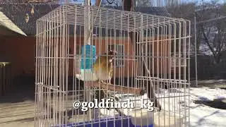Гибрид щегол х канарейка (Goldfinch mule)