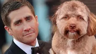 Viral di Internet, Anjing Ini Memiliki Wajah Seperti Manusia