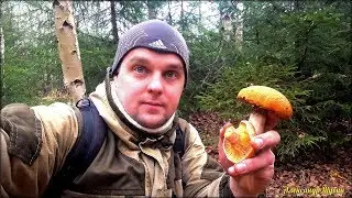 ГРИБЫ В КОНЦЕ СЕНТЯБРЯ. РЫЖИКИ - наконец то нашёл где они растут!