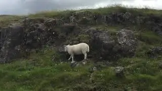 Isle of Skye - sheep chat on the Quiraing