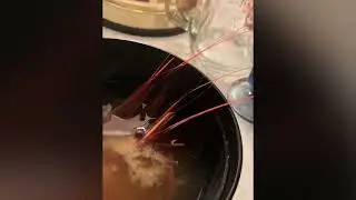 甘海老で3品