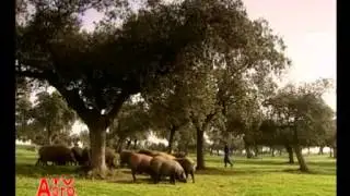 Секреты испанского хамона