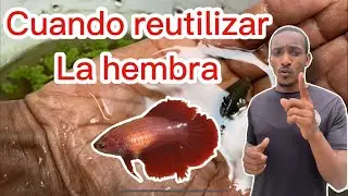 Cuando volver a usar la hembra después de una reproducción