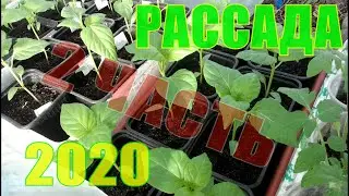 Моя рассада вначале мая /2 часть/02.05.2020