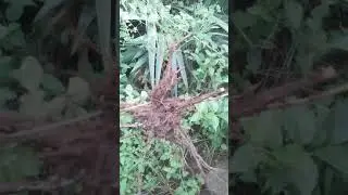 DAWA YA KUFUNGA WACHAWI#tanzania +225745382890