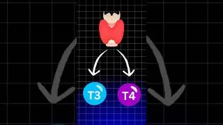 Effects of thyroid imbalance in men and women .