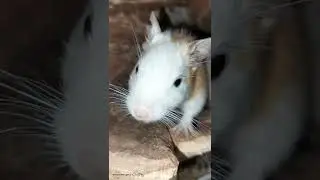 Жизнь дегу