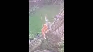 Brave birds messing up with the cat