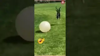 Epic Dog Fails 