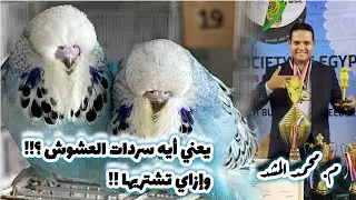 البادجي الإنجليزي بين الحقيقه والخيال | سردات العشوش من الألف إلي الياء | افضل إنتاج بأقل تكلفه