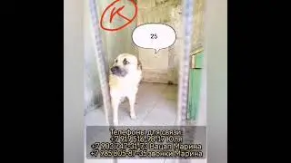 Пинский районный отлов - новые смертники, нужна помощь!! #собакадруг #собакавбеде #rescuedog