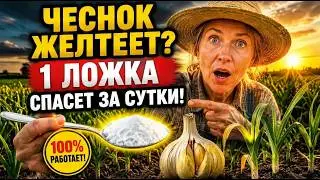 Чеснок желтеет весной? Перестаньте кормить его азотом! Как спасти урожай: проверенный метод