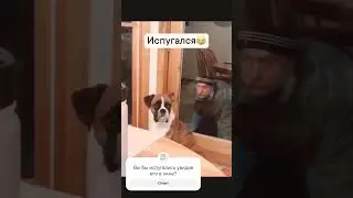 напугали собаку, СМОТРЕТЬ ДО КОНЦА 